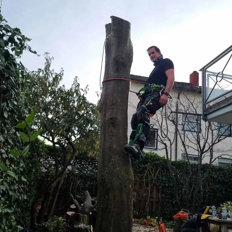 Baumpfleger sichert sich am Baumstamm bei einer professionellen Baumfällung in Rohrdorf nahe Rosenheim.